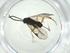  (Dolichogenidea tiboshartae - CBG-A34229-G01)  @11 [ ] CreativeCommons - Attribution Share - Alike (2024) Centre for Biodiversity Genomics Centre for Biodiversity Genomics