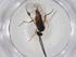  (Promicrogaster Malaise2507 - CBG-A34249-G02)  @11 [ ] CreativeCommons - Attribution Share - Alike (2024) Centre for Biodiversity Genomics Centre for Biodiversity Genomics