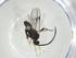  (Dolichogenidea angelsolisi - CBG-A34267-G05)  @11 [ ] CreativeCommons - Attribution Share - Alike (2024) Centre for Biodiversity Genomics Centre for Biodiversity Genomics