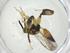  (Conura Malaise2017 - CBG-A34273-H05)  @11 [ ] CreativeCommons - Attribution Share - Alike (2024) Centre for Biodiversity Genomics Centre for Biodiversity Genomics