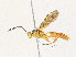  ( - CBG-A34334-A01)  @11 [ ] CreativeCommons - Attribution Share-Alike (2024) CBG Photography Group Centre for Biodiversity Genomics