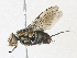  ( - CBG-A34334-C09)  @11 [ ] CreativeCommons - Attribution Share-Alike (2024) CBG Photography Group Centre for Biodiversity Genomics