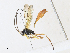  ( - CBG-A34334-H11)  @11 [ ] CreativeCommons - Attribution Share-Alike (2024) CBG Photography Group Centre for Biodiversity Genomics