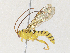  ( - CBG-A34335-C03)  @11 [ ] CreativeCommons - Attribution Share - Alike (2024) CBG Photography Group Centre for Biodiversity Genomics