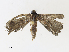  ( - CBG-A34335-F10)  @11 [ ] CreativeCommons - Attribution Share - Alike (2024) CBG Photography Group Centre for Biodiversity Genomics