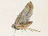  ( - CBG-A34335-H09)  @11 [ ] CreativeCommons - Attribution Share - Alike (2024) CBG Photography Group Centre for Biodiversity Genomics