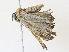  ( - CBG-A34336-A07)  @11 [ ] CreativeCommons - Attribution Share - Alike (2024) CBG Photography Group Centre for Biodiversity Genomics