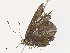  ( - CBG-A34336-B01)  @11 [ ] CreativeCommons - Attribution Share - Alike (2024) CBG Photography Group Centre for Biodiversity Genomics