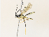  (Carinodes Malaise5551 - CBG-A34336-B03)  @11 [ ] CreativeCommons - Attribution Share - Alike (2024) CBG Photography Group Centre for Biodiversity Genomics