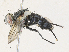  ( - CBG-A34336-C02)  @11 [ ] CreativeCommons - Attribution Share - Alike (2024) CBG Photography Group Centre for Biodiversity Genomics