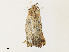  ( - CBG-A34336-G06)  @11 [ ] CreativeCommons - Attribution Share - Alike (2024) CBG Photography Group Centre for Biodiversity Genomics