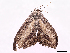  ( - CBG-A34336-H08)  @11 [ ] CreativeCommons - Attribution Share-Alike (2024) CBG Photography Group Centre for Biodiversity Genomics