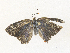  ( - CBG-A34337-C02)  @11 [ ] CreativeCommons - Attribution Share - Alike (2024) CBG Photography Group Centre for Biodiversity Genomics