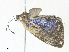  ( - CBG-A34337-C09)  @11 [ ] CreativeCommons - Attribution Share - Alike (2024) CBG Photography Group Centre for Biodiversity Genomics