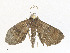  ( - CBG-A34337-F01)  @11 [ ] CreativeCommons - Attribution Share - Alike (2024) CBG Photography Group Centre for Biodiversity Genomics