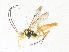  ( - CBG-A34338-D09)  @11 [ ] CreativeCommons - Attribution Share - Alike (2024) CBG Photography Group Centre for Biodiversity Genomics