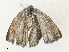  ( - CBG-A34338-G03)  @11 [ ] CreativeCommons - Attribution Share - Alike (2024) CBG Photography Group Centre for Biodiversity Genomics