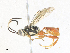  ( - CBG-A34338-H01)  @11 [ ] CreativeCommons - Attribution Share - Alike (2024) CBG Photography Group Centre for Biodiversity Genomics