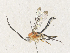  ( - CBG-A34339-B05)  @11 [ ] CreativeCommons - Attribution Share - Alike (2024) CBG Photography Group Centre for Biodiversity Genomics