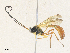  ( - CBG-A34339-C02)  @11 [ ] CreativeCommons - Attribution Share - Alike (2024) CBG Photography Group Centre for Biodiversity Genomics