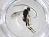  (Dolichogenidea Malaise2288 - CBG-A34600-F12)  @11 [ ] CreativeCommons - Attribution Share - Alike (2024) Centre for Biodiversity Genomics Centre for Biodiversity Genomics