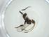  (Diolcogaster Choi92 - CBG-A34714-F06)  @11 [ ] CreativeCommons - Attribution Share - Alike (2024) Centre for Biodiversity Genomics Centre for Biodiversity Genomics