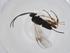  (Dolichogenidea kenzabaddouae - CBG-A34718-D06)  @11 [ ] CreativeCommons - Attribution Share - Alike (2024) Centre for Biodiversity Genomics Centre for Biodiversity Genomics