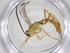  (Meniscomorpha Janzen38 - CBG-A34741-B02)  @11 [ ] CreativeCommons - Attribution Share - Alike (2024) Centre for Biodiversity Genomics Centre for Biodiversity Genomics