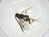  (Diolcogaster Choi216 - CBG-A34742-D12)  @11 [ ] CreativeCommons - Attribution Share - Alike (2024) Centre for Biodiversity Genomics Centre for Biodiversity Genomics
