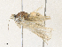  ( - CBG-A35134-D06)  @11 [ ] CreativeCommons - Attribution Share - Alike (2024) CBG Photography Group Centre for Biodiversity Genomics