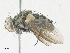  (Calolydella nigripalpis - CBG-A35135-A10)  @11 [ ] CreativeCommons - Attribution Share - Alike (2024) CBG Photography Group Centre for Biodiversity Genomics