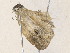  ( - CBG-A35137-H03)  @11 [ ] CreativeCommons - Attribution Share - Alike (2024) CBG Photography Group Centre for Biodiversity Genomics