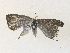  ( - CBG-A35138-A05)  @11 [ ] CreativeCommons - Attribution Share - Alike (2024) CBG Photography Group Centre for Biodiversity Genomics
