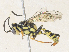  ( - CBG-A35139-H10)  @11 [ ] CreativeCommons - Attribution Share - Alike (2024) CBG Photography Group Centre for Biodiversity Genomics