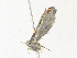  ( - CBG-A35140-C09)  @11 [ ] CreativeCommons - Attribution Share - Alike (2024) CBG Photography Group Centre for Biodiversity Genomics
