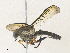  ( - CBG-A35199-B07)  @11 [ ] CreativeCommons - Attribution Share - Alike (2024) CBG Photography Group Centre for Biodiversity Genomics