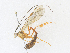  (Enicospilus luisi - CBG-A35199-B12)  @11 [ ] CreativeCommons - Attribution Share - Alike (2024) CBG Photography Group Centre for Biodiversity Genomics