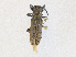  ( - CBG-A35199-G02)  @11 [ ] CreativeCommons - Attribution Share - Alike (2024) CBG Photography Group Centre for Biodiversity Genomics