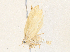  ( - CBG-A36769-C02)  @11 [ ] CreativeCommons - Attribution Share - Alike (2024) CBG Photography Group Centre for Biodiversity Genomics