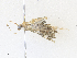  ( - CBG-A36769-C09)  @11 [ ] CreativeCommons - Attribution Share - Alike (2024) CBG Photography Group Centre for Biodiversity Genomics