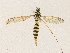  ( - CBG-A36770-H03)  @11 [ ] CreativeCommons - Attribution Share - Alike (2024) CBG Photography Group Centre for Biodiversity Genomics