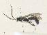  (Leurus maryjanewestae - CBG-A36772-G06)  @11 [ ] CreativeCommons - Attribution Share - Alike (2024) CBG Photography Group Centre for Biodiversity Genomics