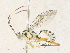  ( - CBG-A36817-E02)  @11 [ ] CreativeCommons - Attribution Share - Alike (2024) CBG Photography Group Centre for Biodiversity Genomics