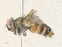  ( - CBG-A36818-B02)  @11 [ ] CreativeCommons - Attribution Share - Alike (2024) CBG Photography Group Centre for Biodiversity Genomics