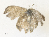  ( - CBG-A36819-A06)  @11 [ ] CreativeCommons - Attribution Share - Alike (2024) CBG Photography Group Centre for Biodiversity Genomics