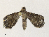  ( - CBG-A30968-A04)  @11 [ ] CreativeCommons - Attribution Share - Alike (2024) CBG Photography Group Centre for Biodiversity Genomics