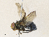  (Ptilodexia Malaise5502 - CBG-A30972-A03)  @11 [ ] CreativeCommons - Attribution Share - Alike (2024) CBG Photography Group Centre for Biodiversity Genomics