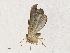  ( - CBG-A30972-D03)  @11 [ ] CreativeCommons - Attribution Share - Alike (2024) CBG Photography Group Centre for Biodiversity Genomics