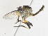 ( - CBG-A30972-F11)  @11 [ ] CreativeCommons - Attribution Share - Alike (2024) CBG Photography Group Centre for Biodiversity Genomics