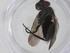  (Lixophaga Malaise5260 - CBG-A32838-A07)  @11 [ ] CreativeCommons - Attribution Share - Alike (2024) Centre for Biodiversity Genomics Centre for Biodiversity Genomics